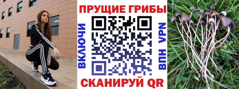 Псилоцибиновые грибы Cubensis  Купить где  Грайворон 